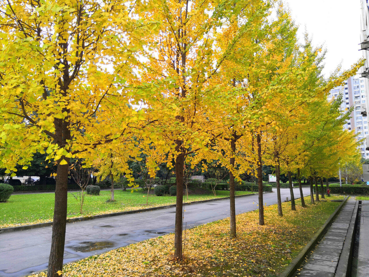银杏黄了为你解锁龙泉驿的冬日美景