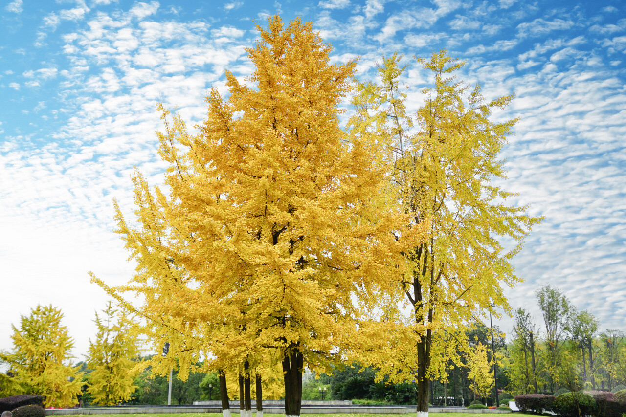 银杏黄了为你解锁龙泉驿的冬日美景