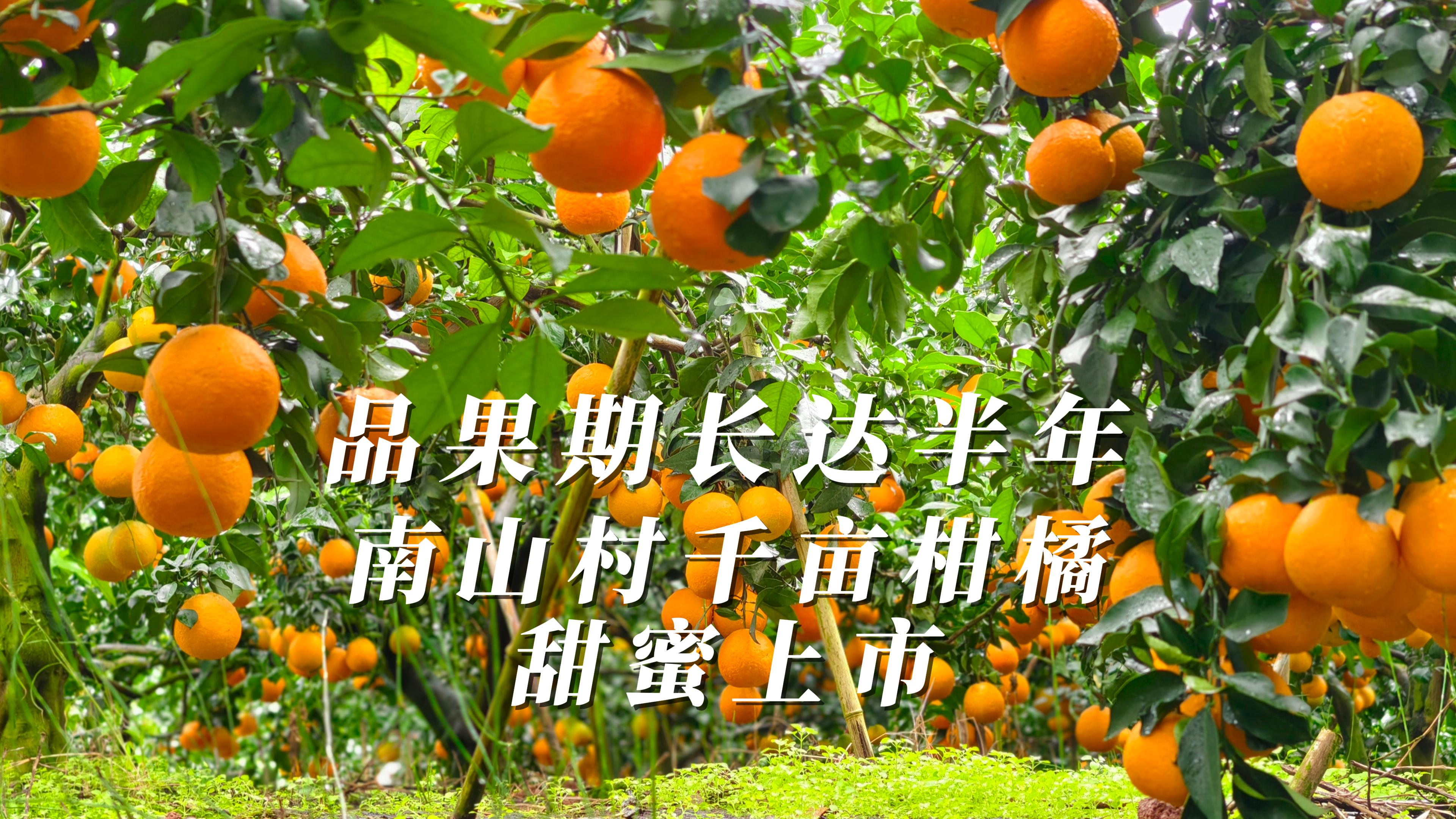 品果期长达半年！南山村千亩柑橘甜蜜上市